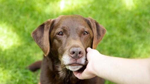 Hip Dysplasia in Dogs Symptoms and Treatment Purina